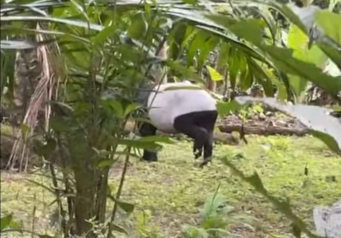 tapir_langka_berkeliaran_di_desa_batutunggal_labuhanbatu_utara