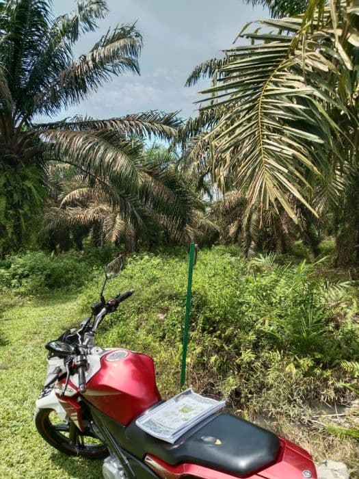 100_hektare_lahan_hgu_ptpn1_di_langkat_dikuasai_penggarap_karyawan_protes