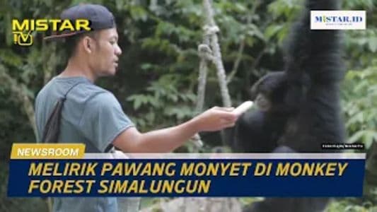 newsroom_melirik_pawang_monyet_di_monkey_forest_simalungun