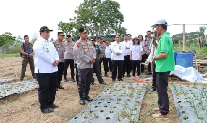 kapolda_sumut_dan_bupati_samosir_tinjau_tanaman_bawang_putih_di_simanindo_
