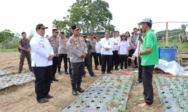 kapolda_sumut_dan_bupati_samosir_tinjau_tanaman_bawang_putih_di_simanindo_