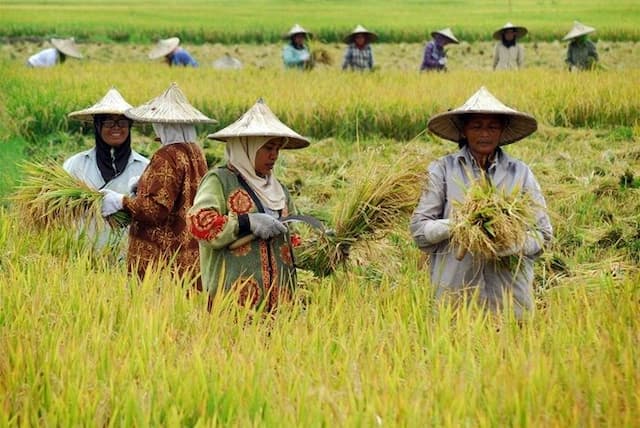 ntp_sumut_juni_2026_turun_236_persen_daya_beli_petani_tertekan