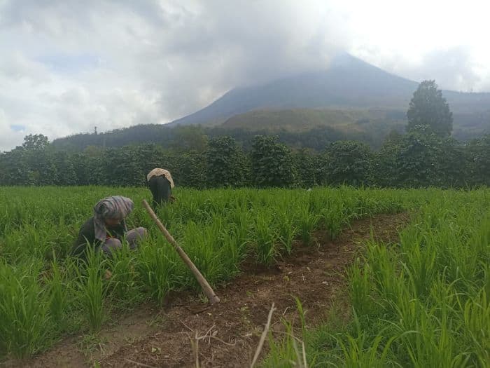 mata_air_hilang_pascaerupsi_sinabung_petani_naman_teran_beralih_tanam_padi_darat