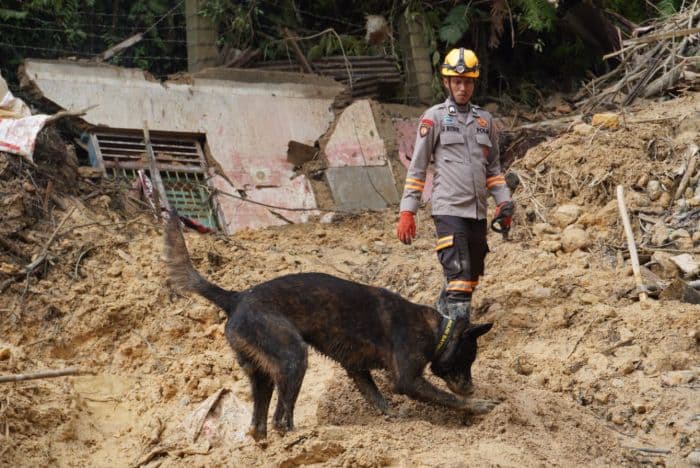anjing_pelacak_kembali_temukan_korban_banjir_sibolga