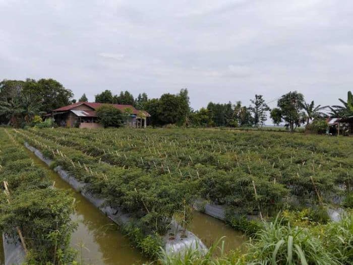 jelang_nataru_petani_cabai_pantai_labu_keluhkan_harga_anjlok_cuma_dibeli_rp45_ribukg