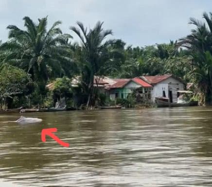 hewan_mirip_lumbalumba_putih_gegerkan_warga_sei_kepayang_asahan