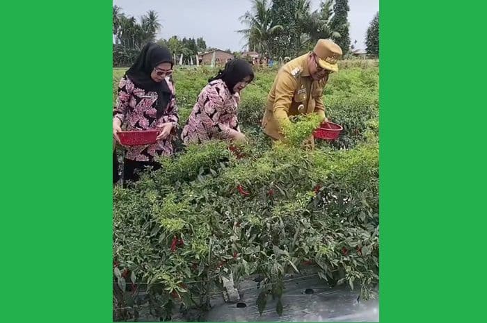 pemkab_deli_serdang_siapkan_model_pertanian_terpadu_gabungkan_padi_cabai_bawang_dan_perikanan