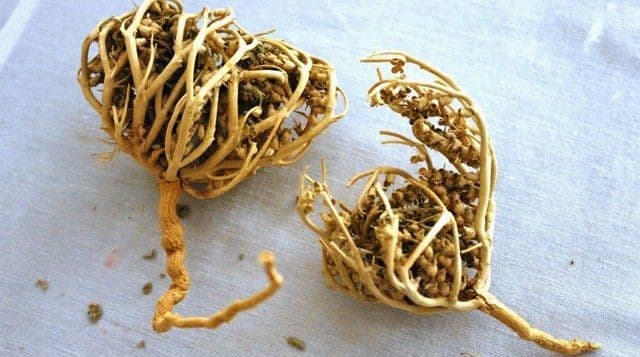 mitos_vs_fakta_rumput_fatimah_untuk_mempercepat_persalinan