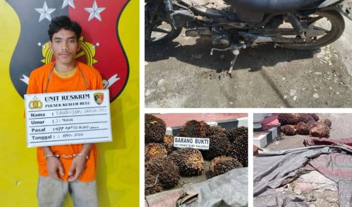 polsek_kualuh_hulu_amankan_pelaku_pencurian_sawit_tiga_rekan_buron