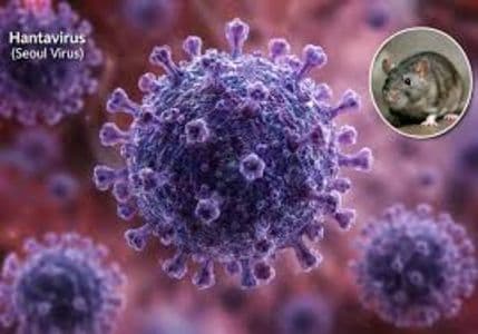 kemenkes_catat_23_kasus_hantavirus_di_indonesia