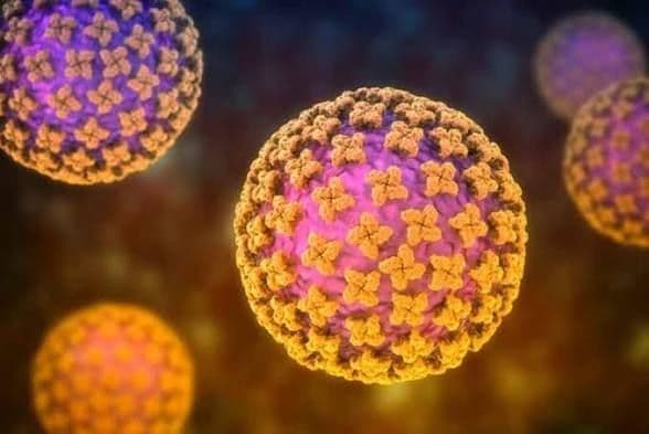 waspada_hantavirus_kemenkes_perketat_pengawas_di_pintu_masuk_negara