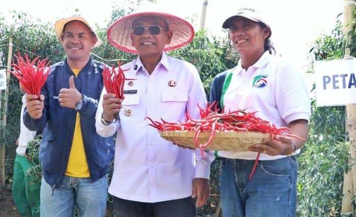 cabai_lokal_siboras_berbuah_hingga_setahun_petani_harap_pasokan_pupuk_terjamin