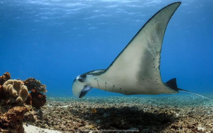 penemuan_spesies_baru_pari_manta_di_atlantik