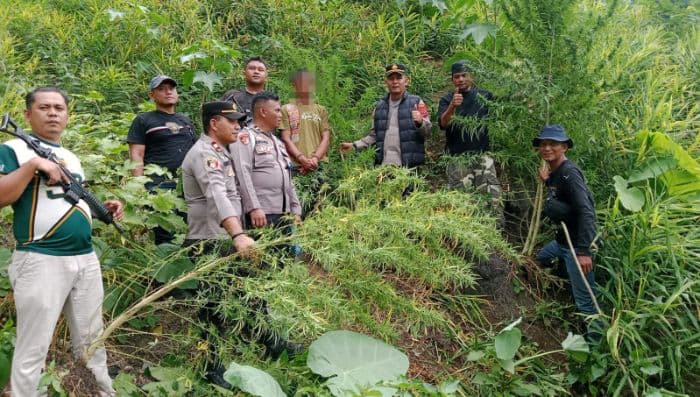 pria_35_tahun_berladang_ganja_di_langkat