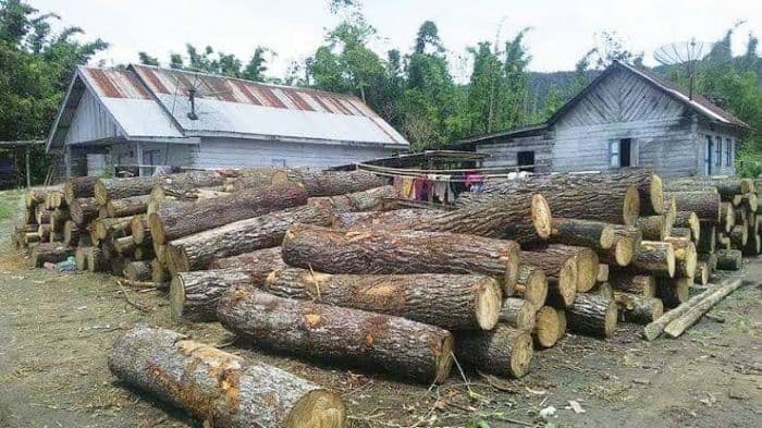 kayu_pinus_lahan_masyarakat_tak_otomatis_ilegal_pengamat_jelaskan_dokumen_yang_wajib_ada