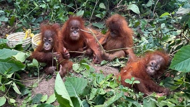 lima_bayi_orang_utan_ditemukan_di_india_indonesia_upayakan_repatriasi_