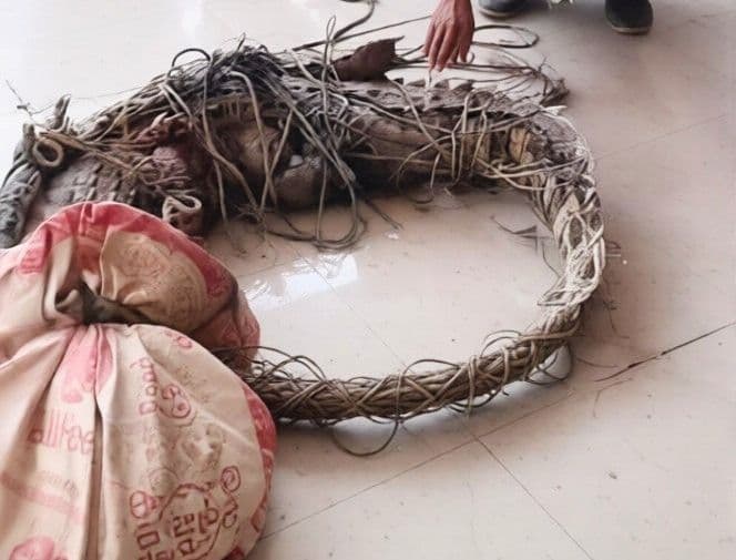 nelayan_di_batu_bara_kaget_buaya_sebesar_orang_dewasa_tersangkut_di_jaring