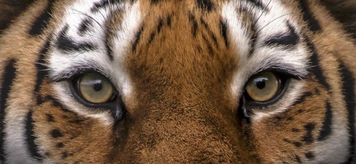 seorang_pria_tewas_diserang_harimau_di_inggris_altai_tak_dieutanasia_ini_fakta_dan_sorotan_keamanannya