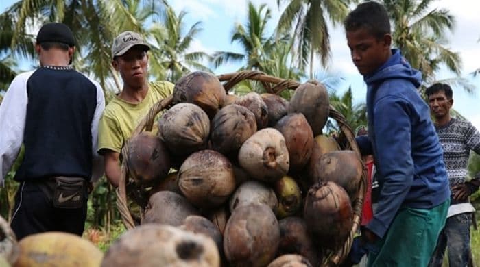 pemerintah_belum_akan_hentikan_ekspor_kelapa_meski_harga_tinggi_jelang_ramadan