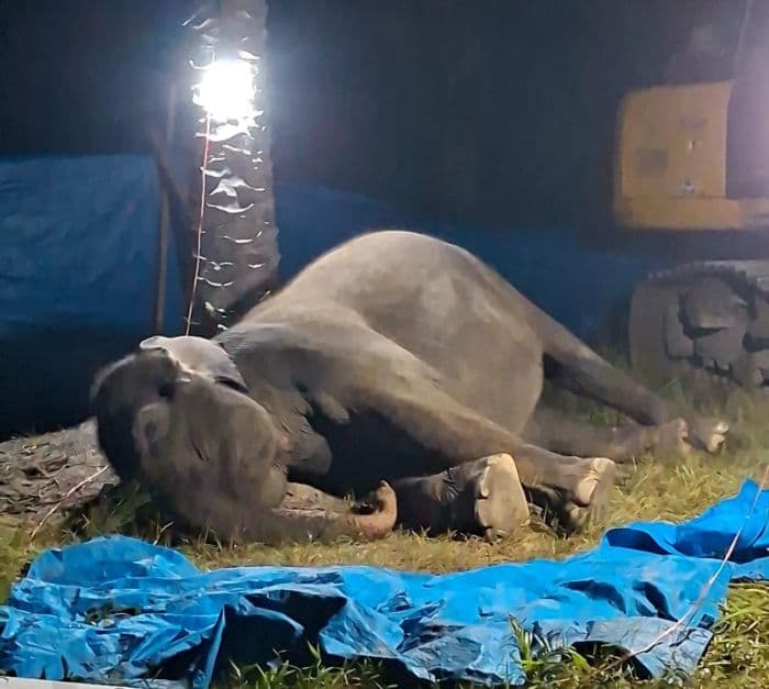 gajah_sumatra_ratna_mati_alami_gangguan_fungsi_organ_vital