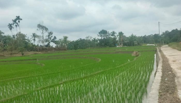 petani_di_sidamanik_keluhkan_distribusi_pupuk_2026_urea_subsidi_susah_didapatkan_