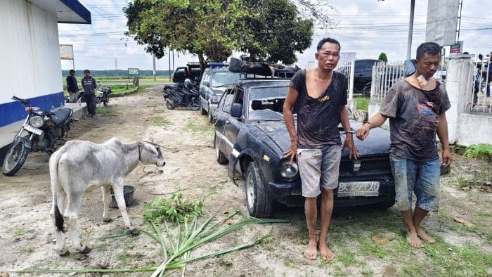 dua_terduga_pencuri_anak_lembu_diamankan_warga_di_simalungun