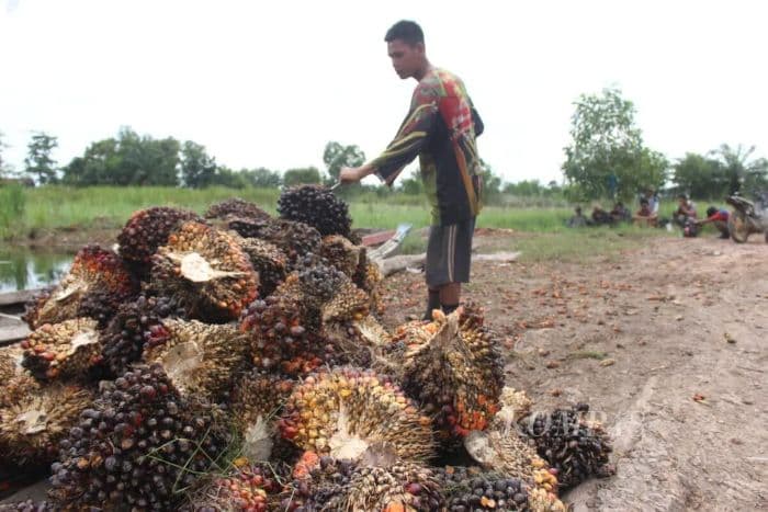 harga_sawit_dan_kopi_anjlok_daya_beli_petani_sumut_melorot_di_mei_2026