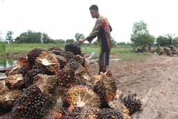 harga_sawit_dan_kopi_anjlok_daya_beli_petani_sumut_melorot_di_mei_2026