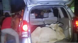 mobil_fortuner_bawa_sapi_curian_terguling_di_sei_bingei_pelaku_sudah_diamankan