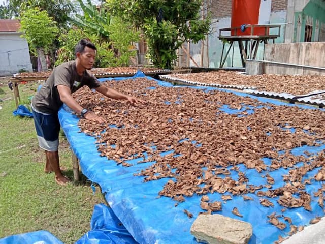 ramuan_bonggol_pisang_viral_di_sergai_pian_klaim_bantu_penderita_diabetes