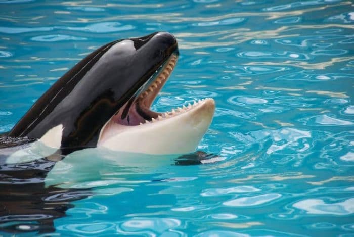 fakta_sebenarnya_video_jessica_radcliffe_diserang_paus_orca
