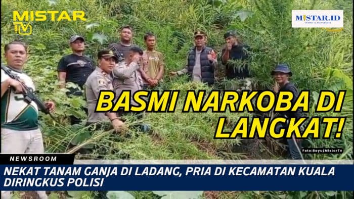 newsroom_nekat_tanam_ganja_di_ladang_pria_di_kecamatan_kuala_diringkus_polisi