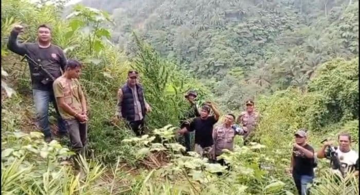 polisi_dalami_ladang_ganja_di_langkat_telusuri_asal_bibit