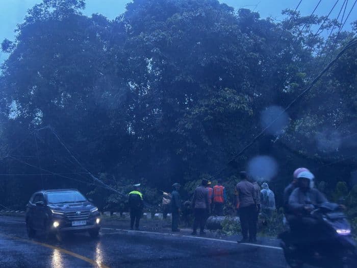 pohon_tumbang_di_tahura_berastagi_arus_lalu_lintas_sempat_macet_parah