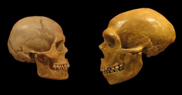 peneliti_ungkap_penyebab_wajah_neanderthal_lebih_kokoh_dari_manusia_modern