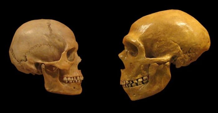 peneliti_ungkap_penyebab_wajah_neanderthal_lebih_kokoh_dari_manusia_modern