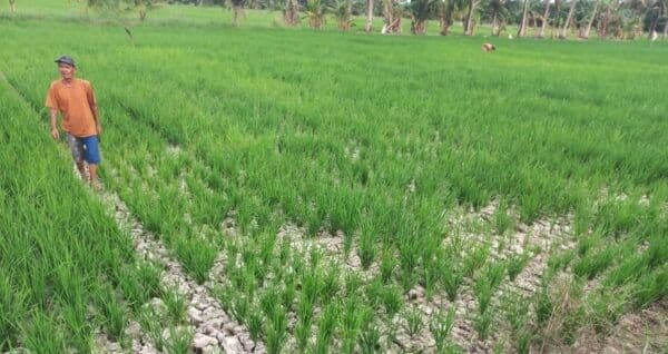 1000_hektare_sawah_di_hamparan_perak_terancam_gagal_panen_akibat_kekeringan_
