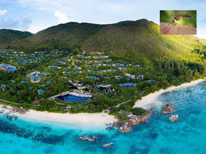 wabah_virus_nyamuk_di_seychelles_fakta_penting_risiko_dan_upaya_penanganannya