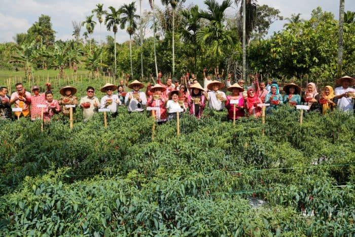 panen_perdana_contract_farming_cabai_merah_di_siantar_tekan_inflasi_dari_akar_produksi