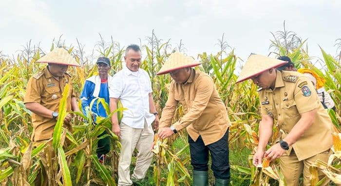 panen_raya_jagung_deli_serdang_capai_7_ton_per_hektare_wabup_dorong_hilirisasi