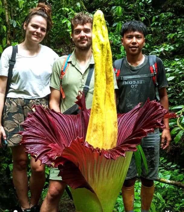 fenomena_mekarnya_bunga_bangkai_di_langkat_diminati_wisatawan_mancanegara