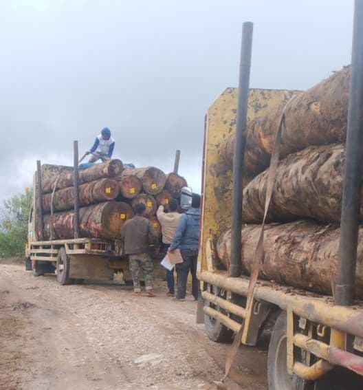 penjualan_kayu_pt_gruti_disorot_bumdes_parbuluan_vi_diduga_dapat_bagian