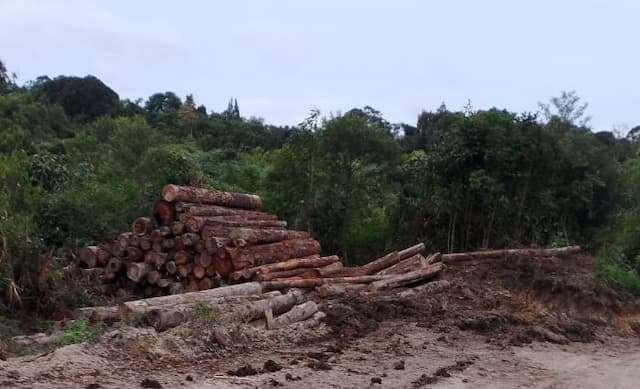 rugi_tanpa_modal_kerja_sama_bumdes_di_dairi_dan_pt_gruti_dalam_penjualan_kayu_dipertanyakan