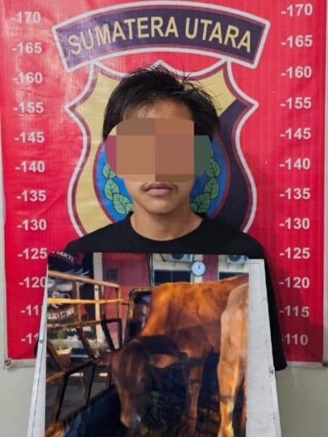 curi_dua_ekor_lembu_senilai_rp20_juta_pemuda_19_tahun_ditangkap_di_sergai