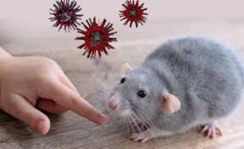 kasus_hantavirus_di_jakarta_dipantau_ketat_menkes_minta_masyarakat_tetap_tenang