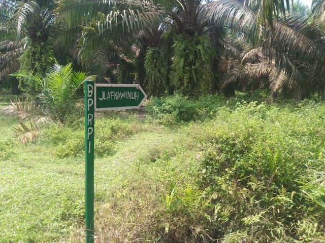 ptpn1_dinilai_gagal_jaga_aset_negara_lahan_hgu_100_hektare_dikuasai_penggarap_