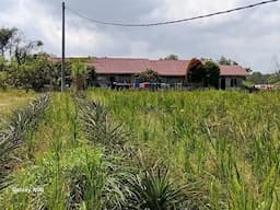 14_hektare_tanah_keluarga_dl_sitorus_disebut_masuk_register_42_sijaba_warga_minta_pemkab_taput_tak_tebang_pilih