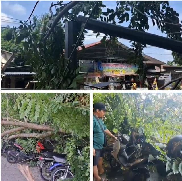 batang_pohon_senna_timpa_belasan_sepeda_motor_di_tebing_tinggi_