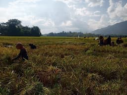 cuaca_cerah_bikin_panen_raya_padi_di_toba_lancar_petani_dan_pekerja_sumringah