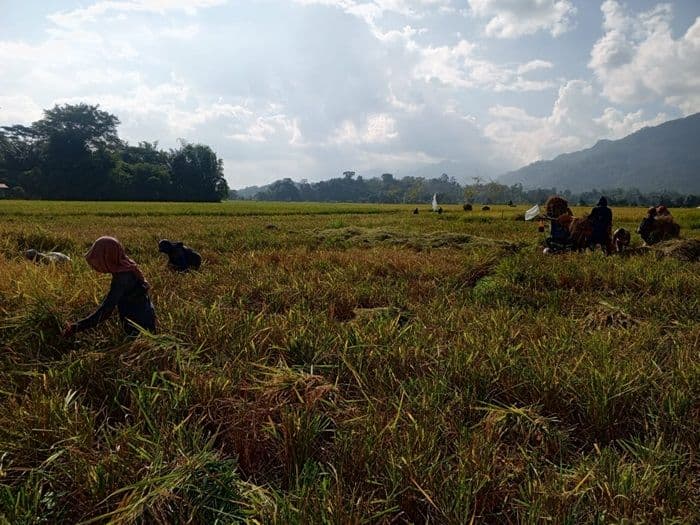 cuaca_cerah_bikin_panen_raya_padi_di_toba_lancar_petani_dan_pekerja_sumringah